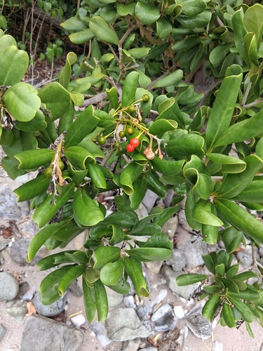 Braceletwood (Jacquinia arborea)