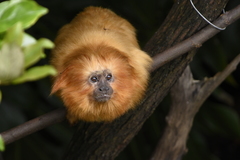 Leontopithecus rosalia