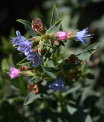 Lobostemon laevigatus