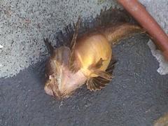 Hemitripterus americanus