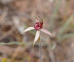 Caladenia reticulata