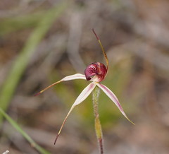Caladenia reticulata