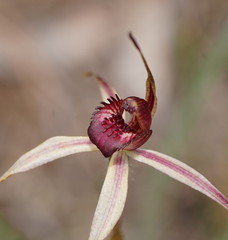 Caladenia reticulata