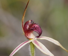 Caladenia reticulata