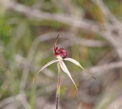 Caladenia reticulata