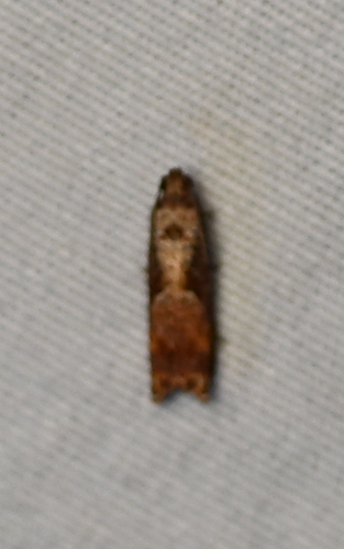 Maple Tip Borer Moth photo 3