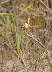 Caladenia reticulata