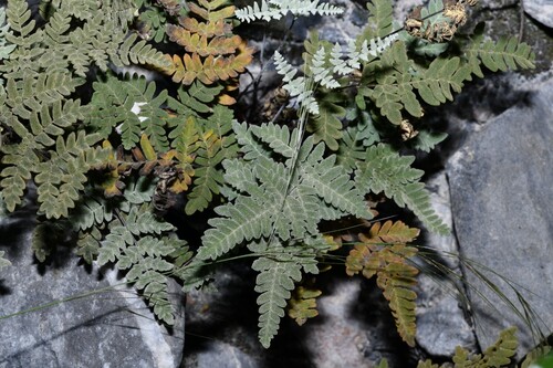 Notholaena leonina