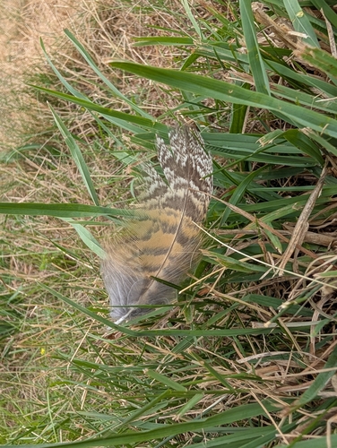 View observation of {o.common_name} on iNaturalist