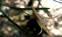 Dendrobium schoeninum