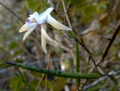 Dendrobium schoeninum