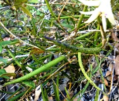 Dendrobium schoeninum