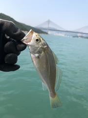 Pennahia aneus