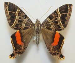 Coronidia canace