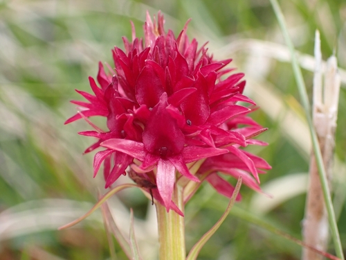 Red Vanilla Orchid (Gymnadenia miniata)