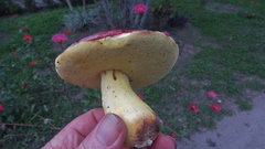 Butyriboletus