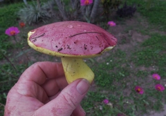 Butyriboletus