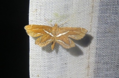 Musotiminae