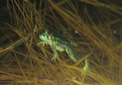 Lithobates lenca