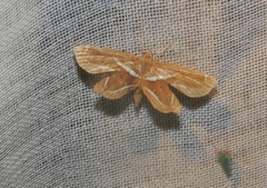 Musotiminae