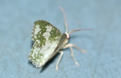 Chloropteryx dealbata