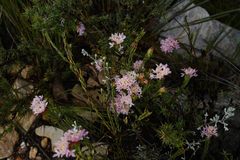 Lachnaea globulifera