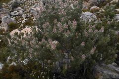 Paranomus tomentosus