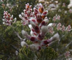 Paranomus tomentosus