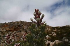 Paranomus tomentosus