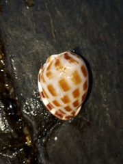 Phalium areola