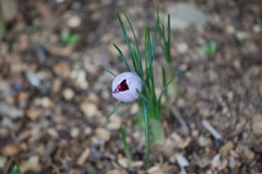 Crocus sativus