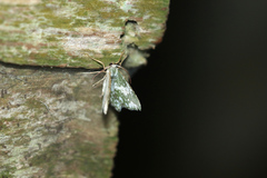 Chloropteryx dealbata