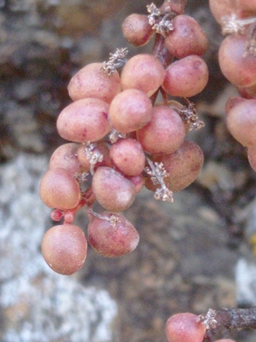 Pilea serpyllacea, photograph 3