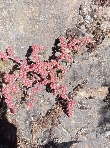 Pilea serpyllacea, photograph 5