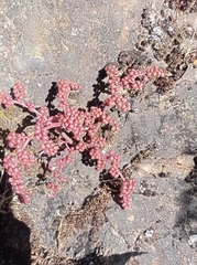Pilea serpyllacea, photograph (c) Maria Luisa Bravo Alarcon, some rights reserved (CC BY)