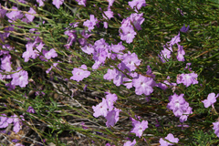 Bouchea linifolia