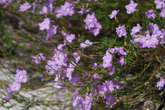 Bouchea linifolia