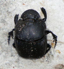 Phanaeus texensis