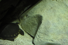 Carettochelys insculpta