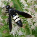 Double-banded Scoliid Wasp - Photo (c) Todd Norris, some rights reserved (CC BY-NC), uploaded by Todd Norris