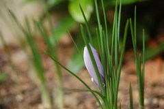 Crocus sativus