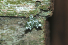 Chloropteryx dealbata