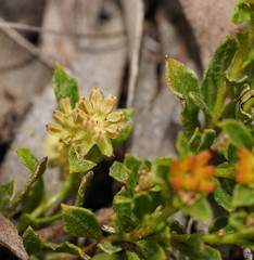 Dodonaea procumbens