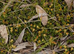 Dodonaea procumbens