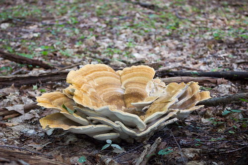 Berkeley's Polypore