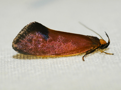Delexocha ochrocausta