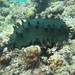 Greenfish Sea Cucumber - Photo (c) aldrea, some rights reserved (CC BY-NC), uploaded by aldrea