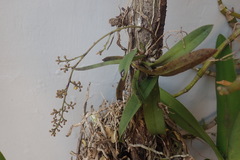 Trichocentrum pumilum