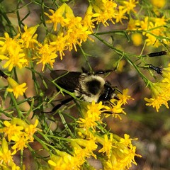 Bombus impatiens image