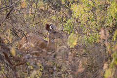 Tragelaphus scriptus bor